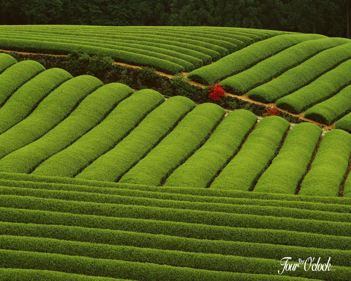 Hotel Emerald Inn Munnar Exterior foto